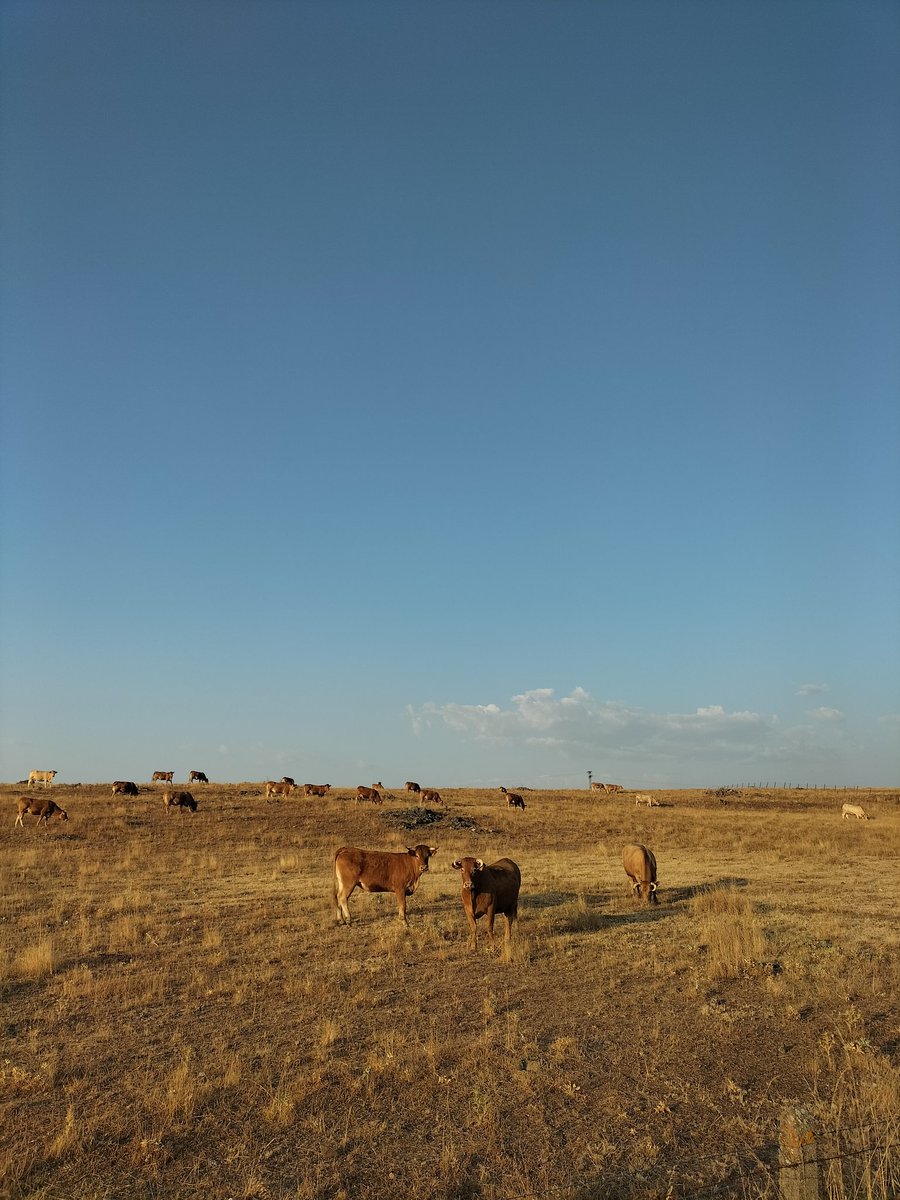 alexbll210's tweet photo. 🐮🐴🌾 https://t.co/OZrRGgFJZR