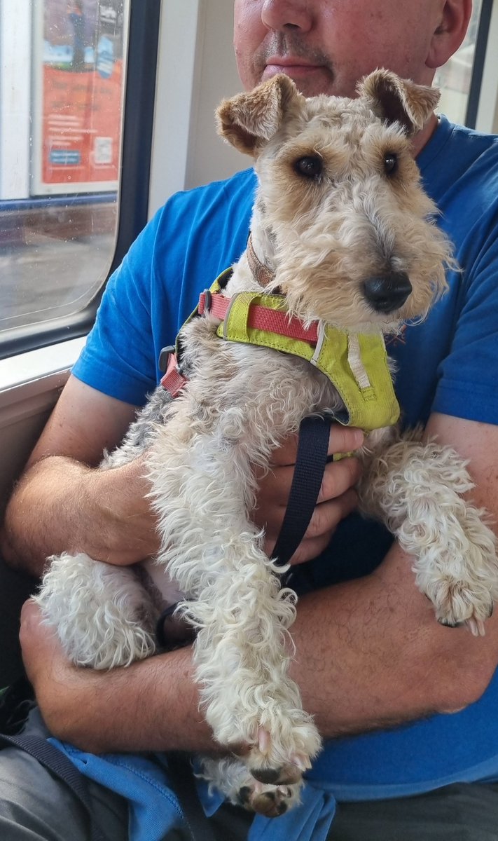 Pals, it's been a big day for a little dog.

Today I rode on public transport for the first time 
🚉🚋.

I've always walked or been chauffeured around in the past.

I'm somewhat noise reactive, but I coped with all the strange noises really well *proud ears*

- Flora 🐾