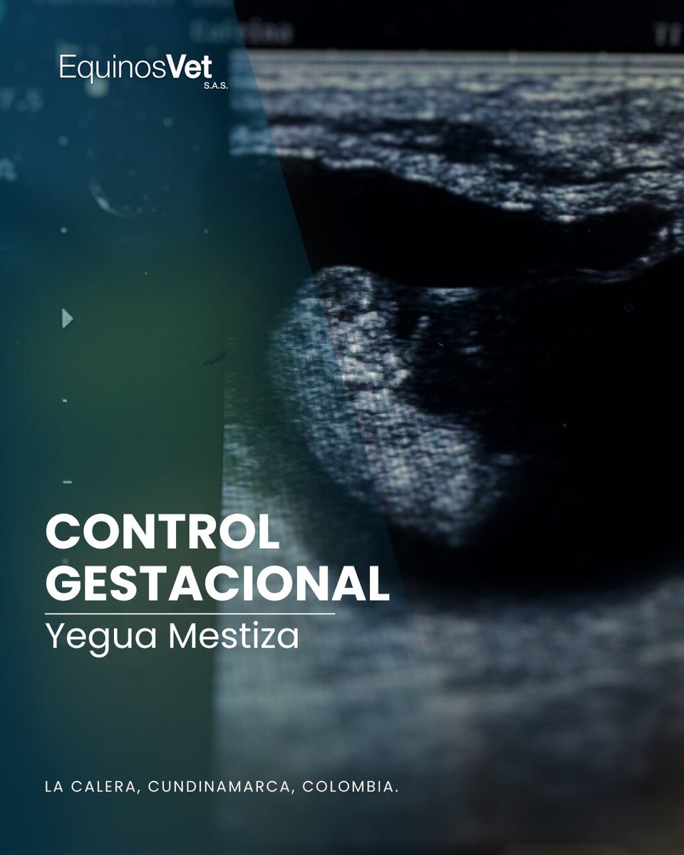 ✨ ¡Así se ve una vida en crecimiento!

🐎 Esta es la ecografía de una yegua mestiza con 48 días de gestación.

Para que sea más fácil interpretar la imagen, hemos resaltado:

💛 En amarillo: la cabeza del feto.
💚 En verde: el cuerpo del feto.