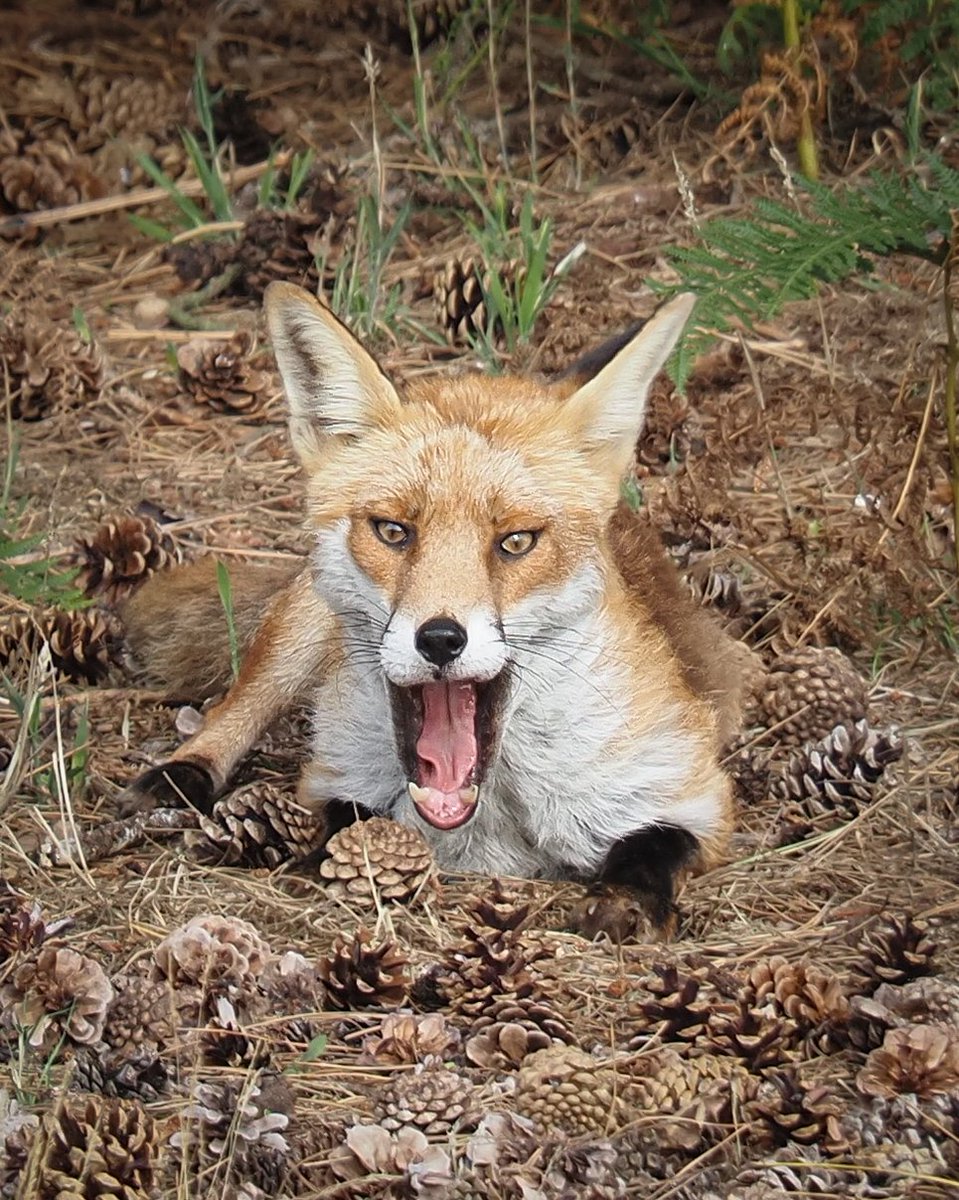 • All this golf spectating can be quite tiring! 🦊⛳️