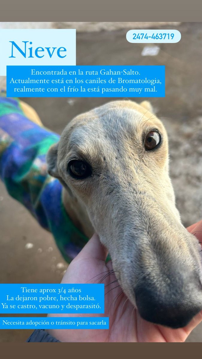 Ailu (@19nairs) on Twitter photo Buscamos tránsito o adopción para Nieve. Hoy en día está en bromatología y sufre muchísimo. Alguien que la sume a su familia? 💖 zonas CABA Y GBA
Agradezco RT 🙏🏻 <a href="/MelMinuto/">Mel Minuto</a> <a href="/lamamadelpocho/">La mama del pocho campeón del mundo 🐶</a> <a href="/CasluPadin/">Caslu</a> <a href="/bnclzla/">Nico</a> <a href="/JungParkAR/">Jung Park</a> Buscamos tránsito o adopción para Nieve. Hoy en día está en bromatología y sufre muchísimo. Alguien que la sume a su familia? 💖 zonas CABA Y GBA
Agradezco RT 🙏🏻 <a href="/MelMinuto/">Mel Minuto</a> <a href="/lamamadelpocho/">La mama del pocho campeón del mundo 🐶</a> <a href="/CasluPadin/">Caslu</a> <a href="/bnclzla/">Nico</a> <a href="/JungParkAR/">Jung Park</a>