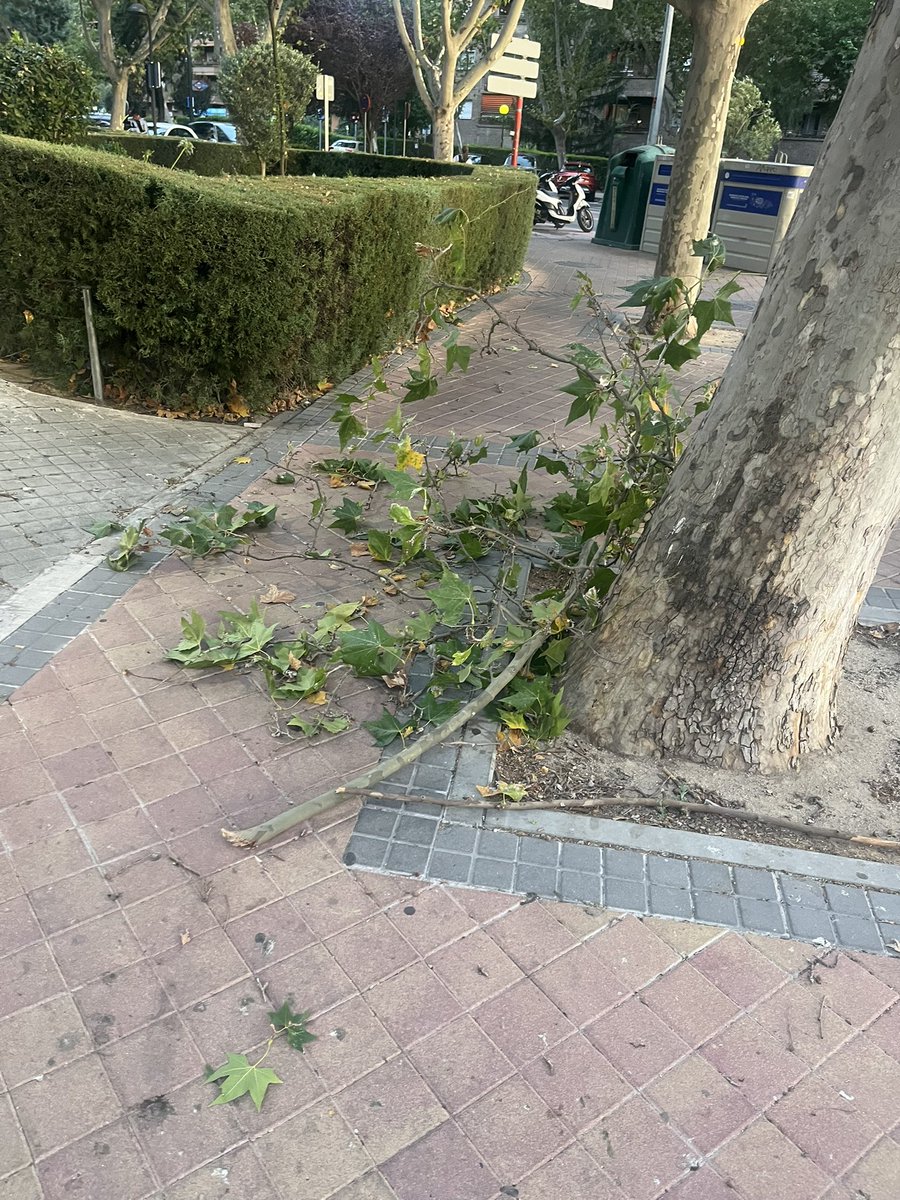 Sanse_quejas (@sansequejas) on Twitter photo Cuidado con estos vientos <a href="/sansecomunica/">Ayuntamiento de San Sebastián de los Reyes</a> #Sanse Cuidado con estos vientos <a href="/sansecomunica/">Ayuntamiento de San Sebastián de los Reyes</a> #Sanse