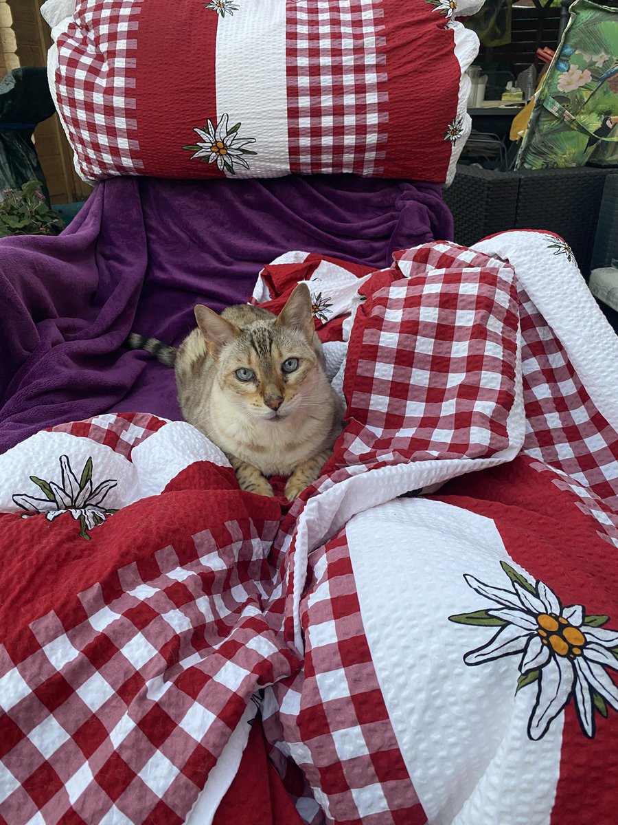 My outdoor bed is now prepared and is being pre warmed
(It‘s still 29°C, thank you Basil 🤣)
