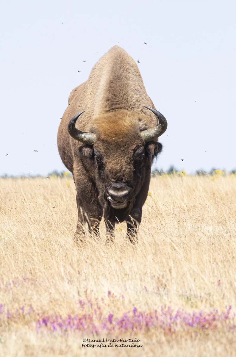 Manuel (Lolo) Mata tweet media