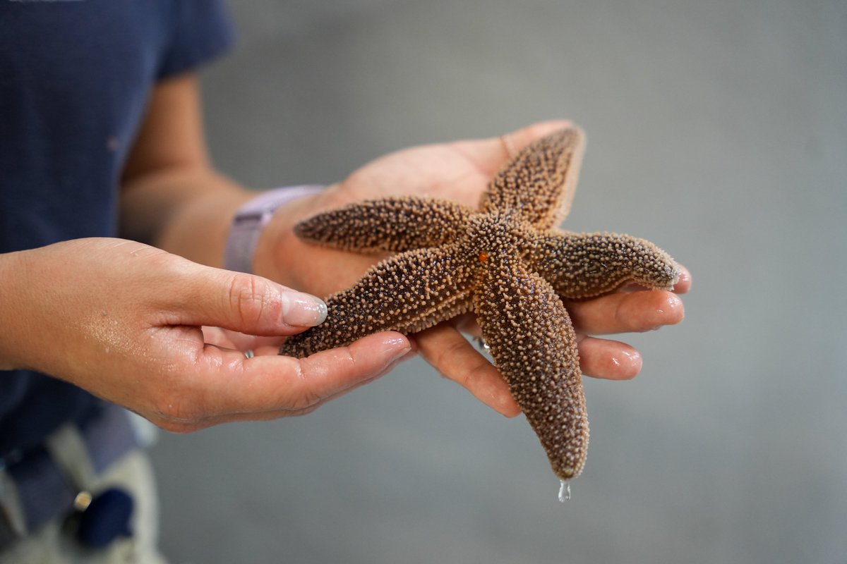 Sea stars don’t have a brain—or even blood! Instead, they pump filtered seawater through their bodies to move nutrients around and keep their nervous system running.