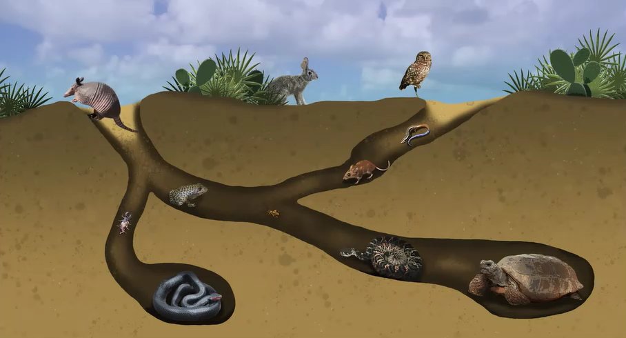 TheTurtleClub's tweet photo. Fun Fact #13: Underground Ecosystem Engineers
Did you know? 🐢 Gopher tortoises are considered ecosystem engineers. Their burrows create microhabitats that provide protection and resources for numerous species, influencing the function of their environment. 🌍 #EcosystemEngineers https://t.co/nDNnXoAYD4