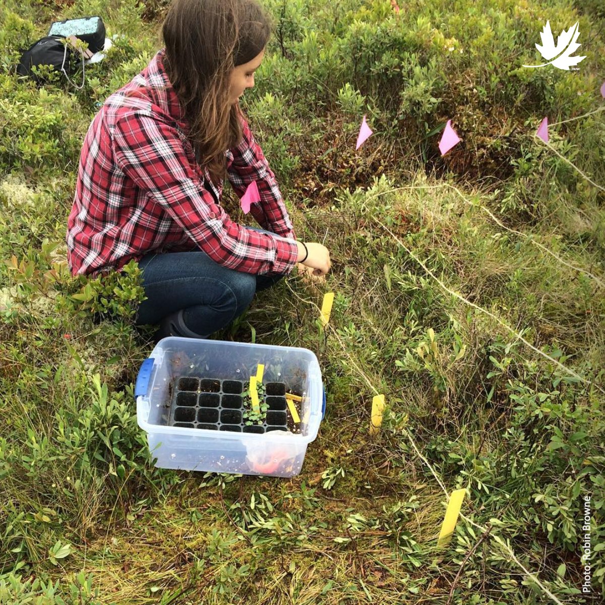 NCC_CNC's tweet photo. Collaboration can happen in many ways. Find out how @NCC_CNC and @AcadiaU are both working to protect eastern mountain avens, an endangered plant that grows in only two locations in the entire world: https://t.co/1V1HiWf10N

@IrvingCentre https://t.co/Xsqw5pPn2J