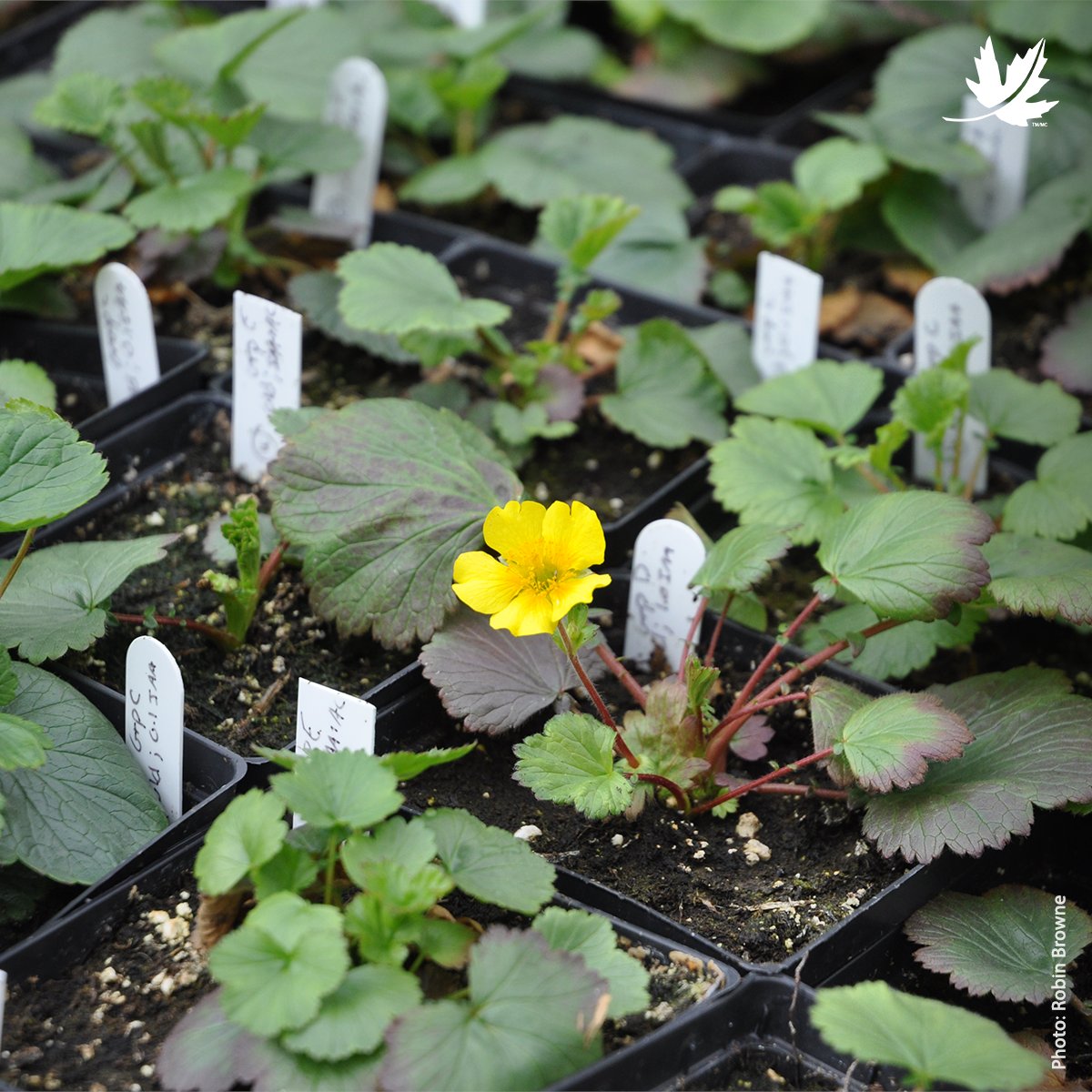 NCC_CNC's tweet photo. Collaboration can happen in many ways. Find out how @NCC_CNC and @AcadiaU are both working to protect eastern mountain avens, an endangered plant that grows in only two locations in the entire world: https://t.co/1V1HiWf10N

@IrvingCentre https://t.co/Xsqw5pPn2J
