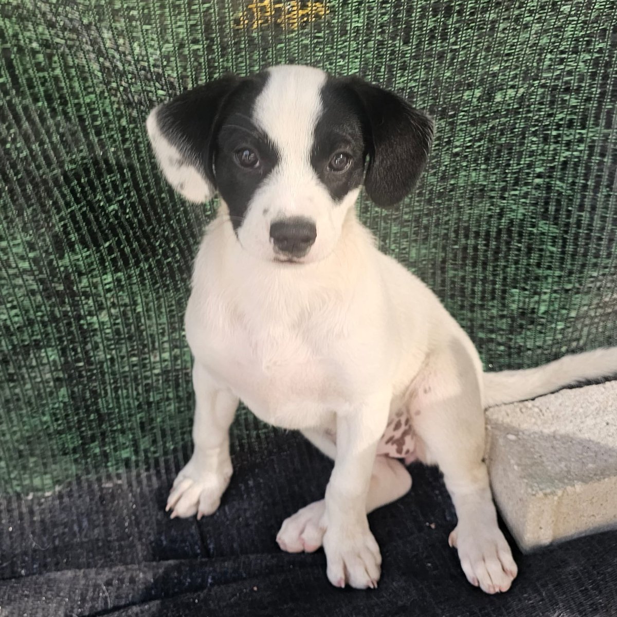 NUEVA VIDA ADOPCIONES (@nuevavidaadop) on Twitter photo SOLO #madrid
CINDRA cachorrita mestiza ABANDONADA
Tiene 2,5 meses,de tamaño peque en edad adulta NECESITA #adopcionresponsable
Sociable con niños,🐶🐱
Se entrega chipada,vacunada,desparatada y CON compromiso de castracion
CONTACTO 📩facenuevavida@gmail.com
#cachorros #adopta SOLO #madrid
CINDRA cachorrita mestiza ABANDONADA
Tiene 2,5 meses,de tamaño peque en edad adulta NECESITA #adopcionresponsable
Sociable con niños,🐶🐱
Se entrega chipada,vacunada,desparatada y CON compromiso de castracion
CONTACTO 📩facenuevavida@gmail.com
#cachorros #adopta