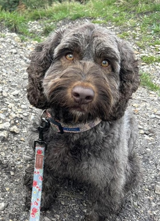 millypod1's tweet photo. 🆘11 AUG 2025 #Lost Lottie #ScanMe 
Grey/Dark Brown.  Brown eyes.  Sprocker Female Padworth Common #Padworth West Berkshire #Reading #RG7
https://t.co/LpWn7uiaOJ https://t.co/WhrG3qpITF