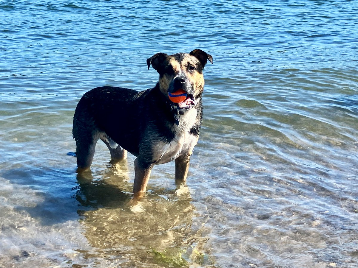 BE COOL… this doggie should be all of us today.  He was cooling off chasing a ball at Broughten Beach in #Portland this morning.  Temps could get up to 100°+ today, so take it easy out there. Check on your people and pets, hydrate, BE SAFE #LiveOnK2 #heatwave #summerheat