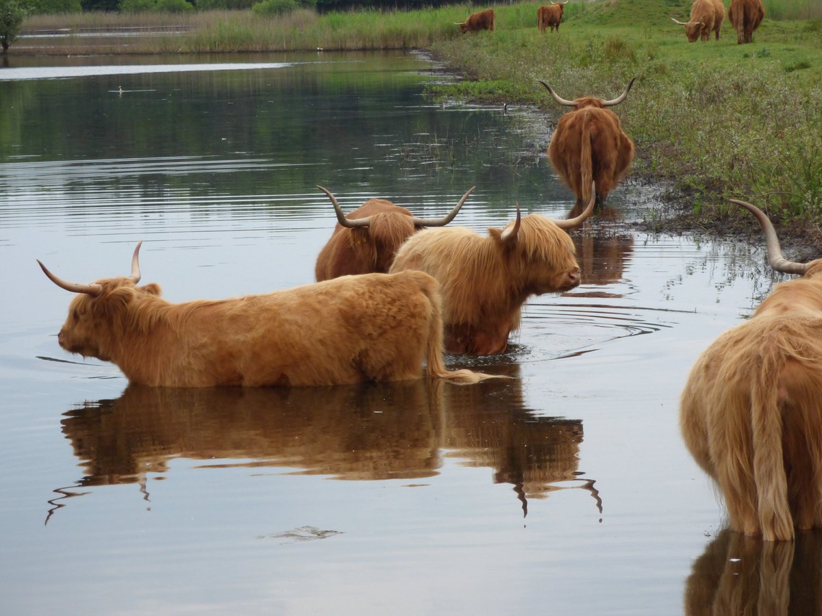 De dieren zoeken ook verkoeling. Hooglanders bij de Zanderij in Hilversum.

<a href="/marjondehond/">Marjon de Hond</a> <a href="/WilliamHuizinga/">William Huizinga</a> <a href="/weeronline/">Weeronline</a>
<a href="/weermanrobert/">➡️ Robert de Vries</a> <a href="/onwukaa/">Amara Onwuka</a> <a href="/weerverteller/">Weerverteller.nl</a>
<a href="/pictureofNL/">Mooi Nederland 🇳🇱</a> <a href="/BuienRadarNL/">Buienradar</a> <a href="/helgavanleur/">Helga van Leur ☀</a>
<a href="/Oogophilversum/">Oog Op Hilversum</a> <a href="/HartvNL/">Hart van Nederland</a> <a href="/janvissersweer/">JAN VISSER</a>