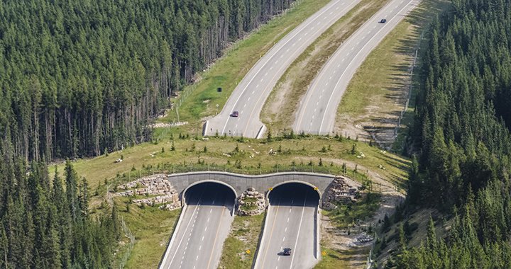 alison_renner's tweet photo. Driving through eastern Washington my friend explained these wildlife bridges were built so animals could safely travel across the highway without disrupting their habitat and last night I realized the Iowa State bridge is essentially the same thing https://t.co/Tn1PWgb2BG