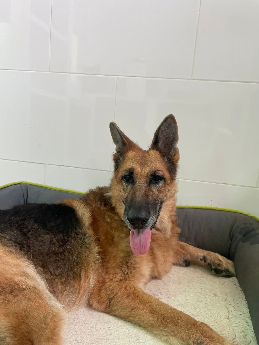 Protectora de Málaga (@protemalaga) on Twitter photo KAISY. 13 años.
ACOGIDA URGENTE
Qué dolor da ver a Kaisy paseando por la Protectora. Su fuerte displasia le hace ir arrastrando sus patas traseras. El suelo es duro y a Kaisy no le siente nada bien.
Kaisy es muy buena, dulce y cariñosa.
geriatrico@protectoramalaga.com KAISY. 13 años.
ACOGIDA URGENTE
Qué dolor da ver a Kaisy paseando por la Protectora. Su fuerte displasia le hace ir arrastrando sus patas traseras. El suelo es duro y a Kaisy no le siente nada bien.
Kaisy es muy buena, dulce y cariñosa.
geriatrico@protectoramalaga.com