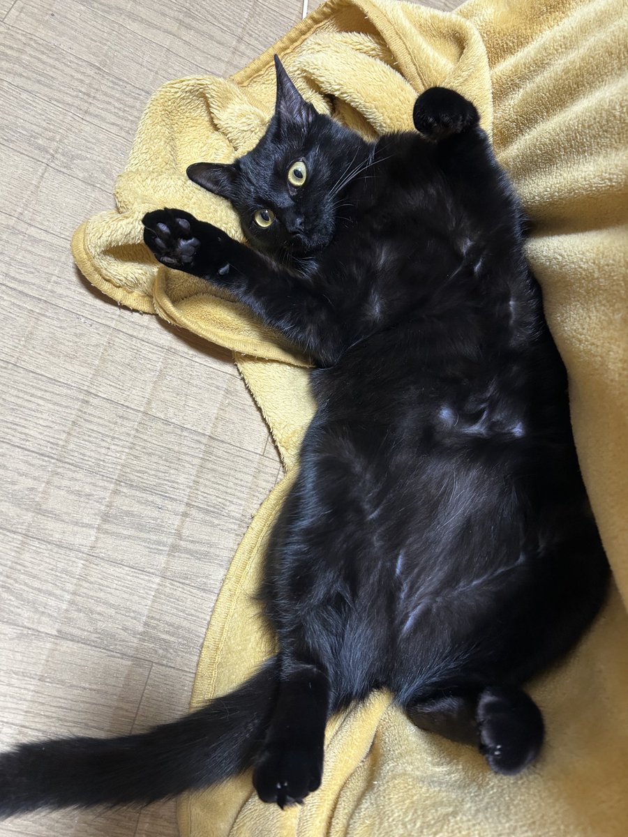 natoyayo's tweet photo. これは罠 お腹を撫でると捕まります

#みんなのネコいろは横浜 https://t.co/JE0mxqQHU5