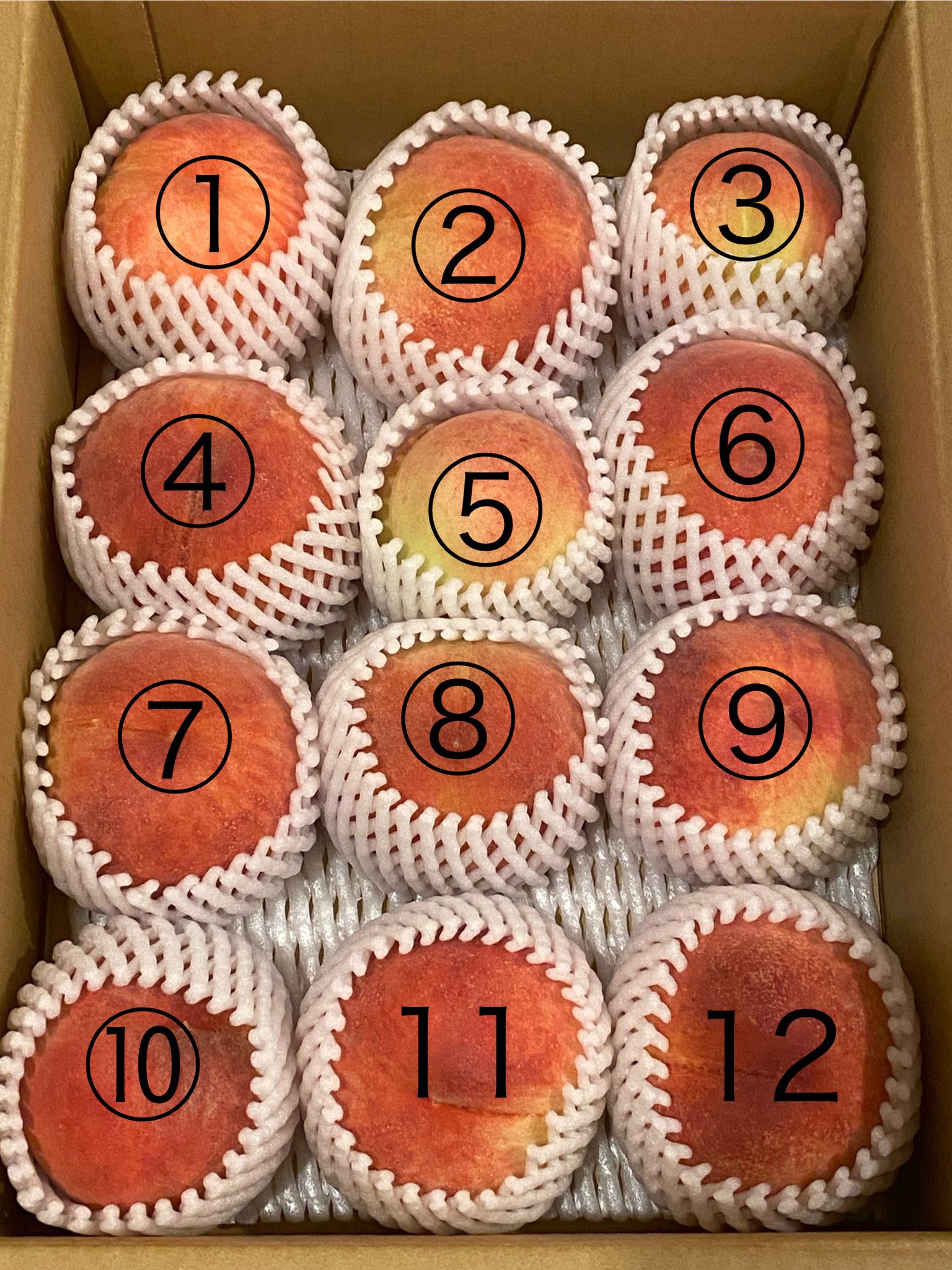 r*e様 16、桃黒×ザラチワ 実生苗ポットごと発送 r*e様 16、桃黒×ザラチワ 実生苗ポットごと発送 桃お