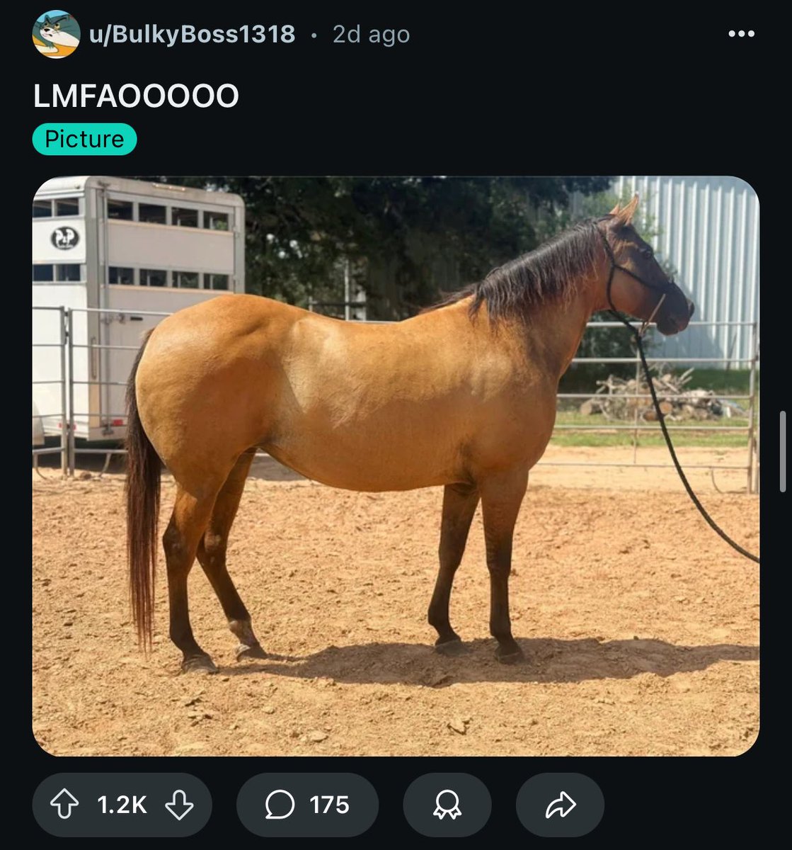 horse (@horseimage) on Twitter photo 