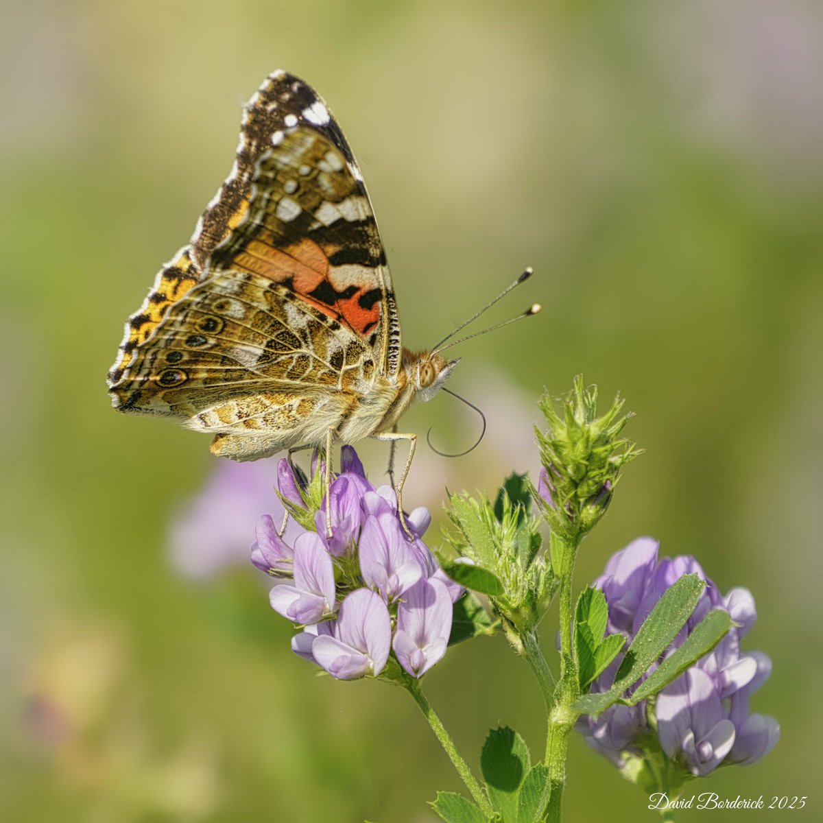 David Borderick (@daveborderick) on Twitter photo One of ten+ Painted Ladies on Covehithe cliff top, Suffolk this morning. <a href="/BC_Suffolk/">BC Suffolk Branch</a> <a href="/savebutterflies/">Butterfly Conservation π¦</a> <a href="/SuffolkRecorder/">Suffolk Butterfly Recorder</a> One of ten+ Painted Ladies on Covehithe cliff top, Suffolk this morning. <a href="/BC_Suffolk/">BC Suffolk Branch</a> <a href="/savebutterflies/">Butterfly Conservation π¦</a> <a href="/SuffolkRecorder/">Suffolk Butterfly Recorder</a>