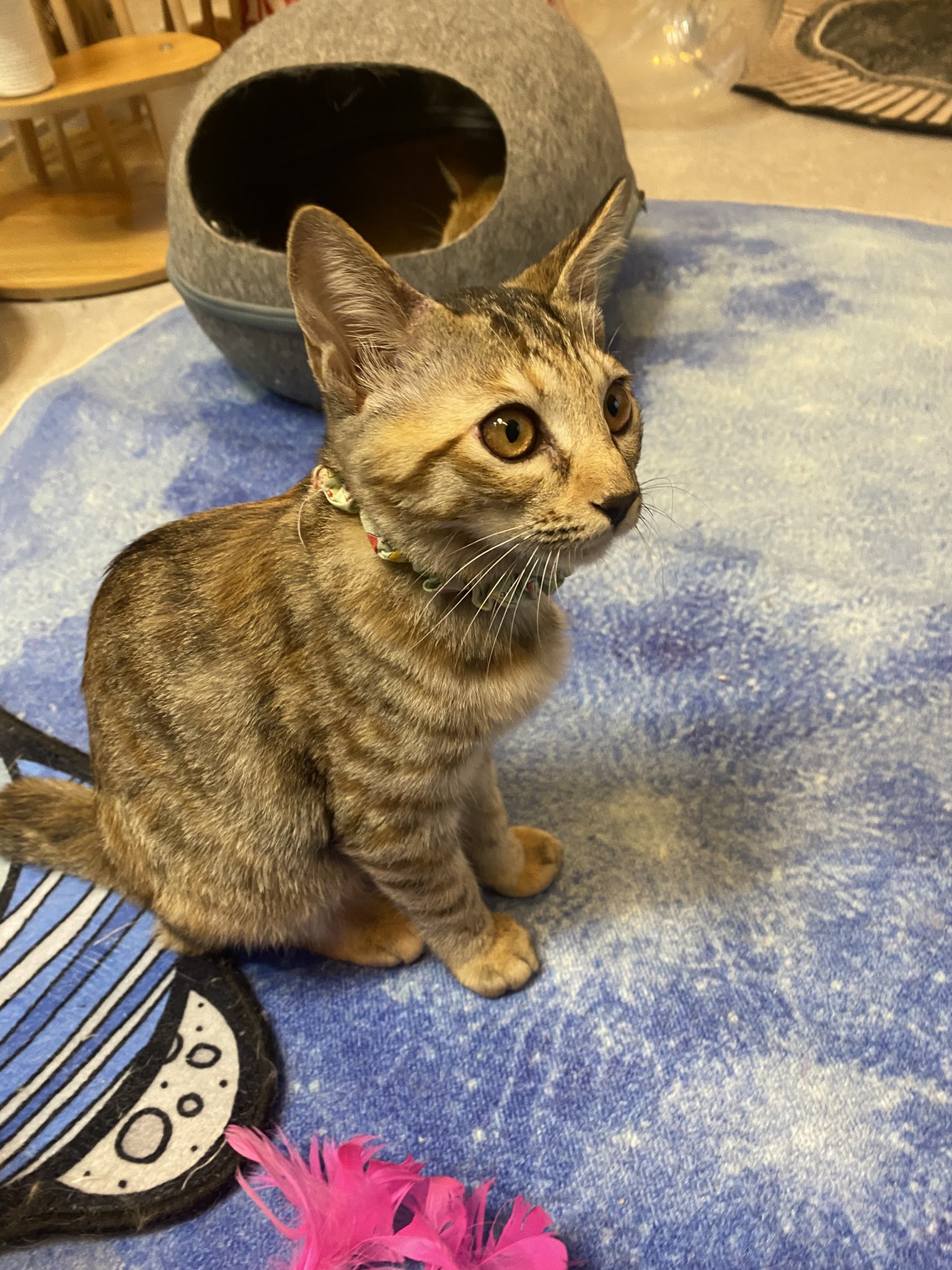 猫ちゃん s8906866.jpg