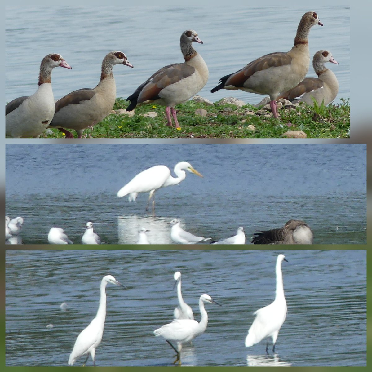 Enjoyable few hours at Belvide <a href="/WestMidBirdClub/">West Midland Bird Club</a>, a big thank you to the 2 regulars who pointed out the lesser scuap ( lifer for me )20+Egyptian geese close to 200 cormorant, a respectable total 60 Species, nice views of spotted flycatcher,5 common sand, snipe, Ringed plover