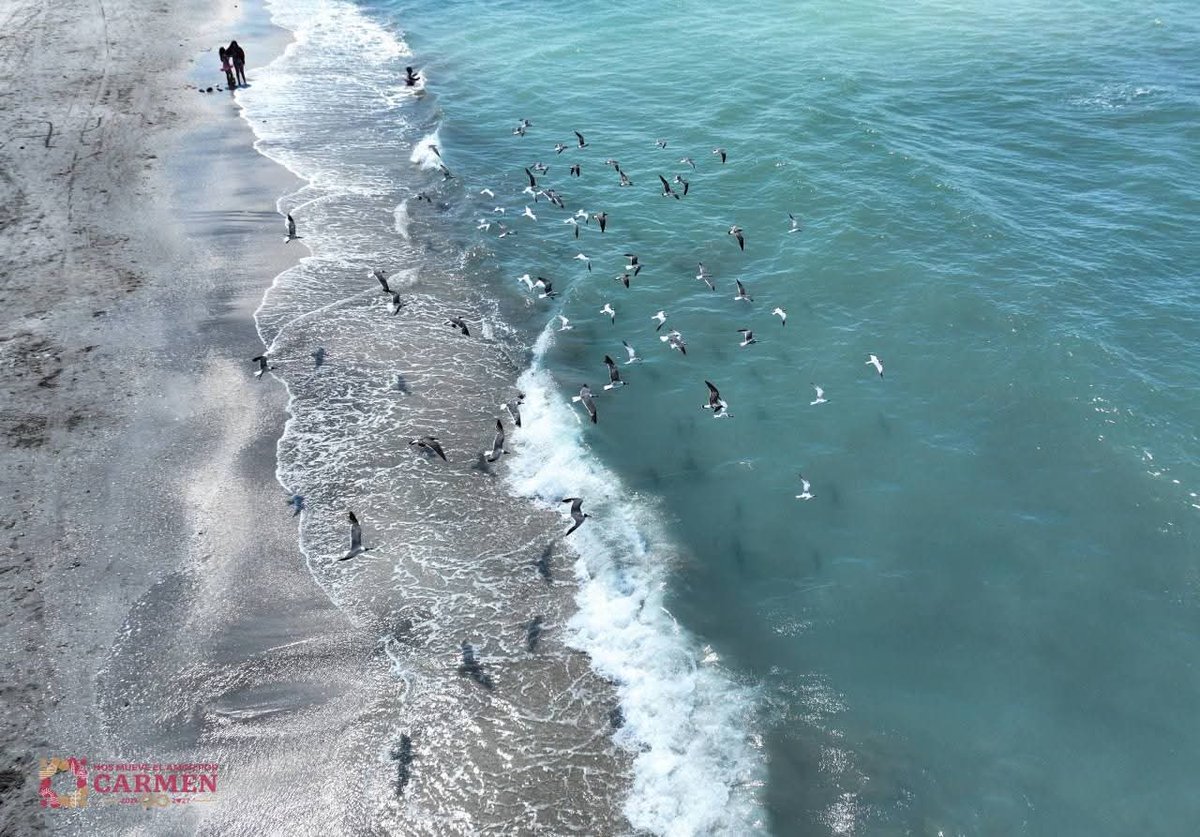 CarmenenunClick's tweet photo. #CiudadDelCarmen #PlayaNorte
📣⏩ Así se disfruta un fin de semana en familia en las playas de Carmen
🌊☀️ Con este #calor, la #playa siempre es la mejor opción. 🥵.
Muchas #familias lo saben y #hoy se refrescaron entre olas y diversión. https://t.co/niFlaxmPiM