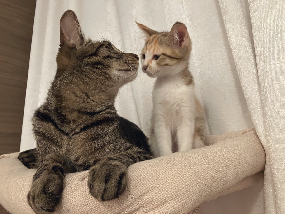 「おにーたん、あたちねむたい」
「そろそろねよか」