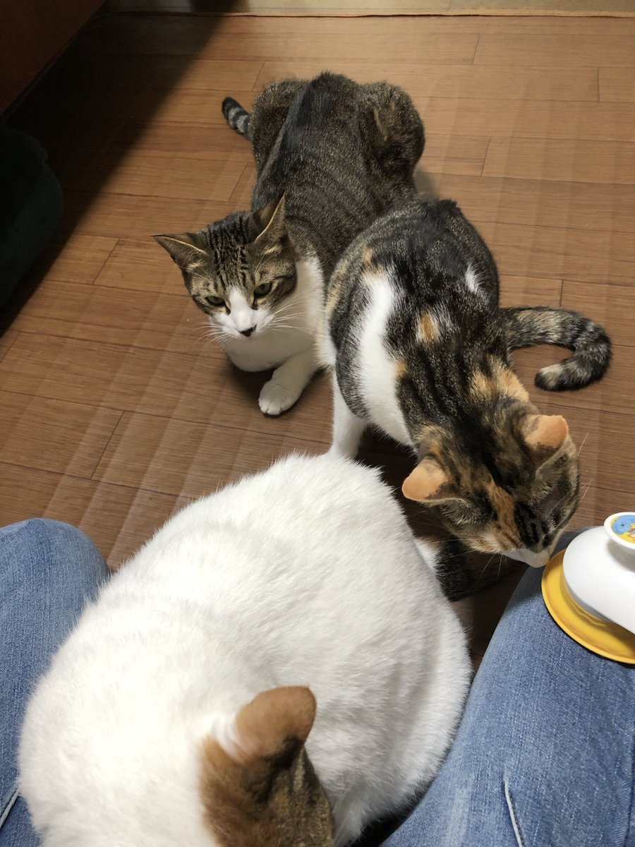 natoyayo's tweet photo. 列ができるよ母の膝
#みんなのネコいろは横浜 https://t.co/tFGibw3k1F