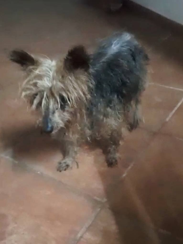 #Andalucía
Soy viejita y me han abandonado en la calle… se deshicieron de mí, justo en el momento en que más los necesito.

Soy una abuelita… Sí, tengo muy mala pinta y mi estado es lamentable. Ni siquiera mi raza Yorkshire me salvó de este cruel abandono. En plena temporada de