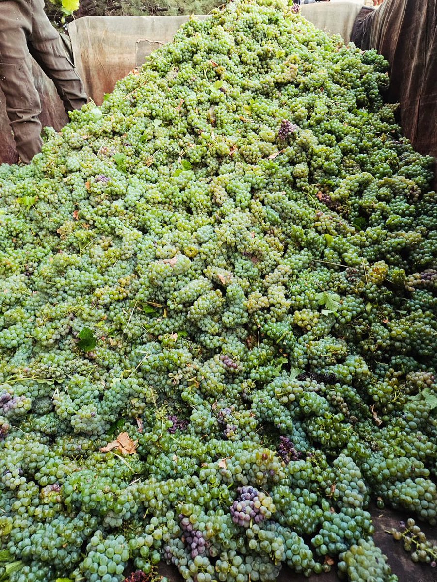 Sabustros's tweet photo. Des grappes encore pleines de vie, alignées comme une armée silencieuse, attendant patiemment leur métamorphose… prêtes à quitter la vigne pour devenir vin, l’écho liquide d’une année de travail et de soleil @ChateauKefraya #chateaukefraya #vinsduliban https://t.co/qNaVQbqmMD