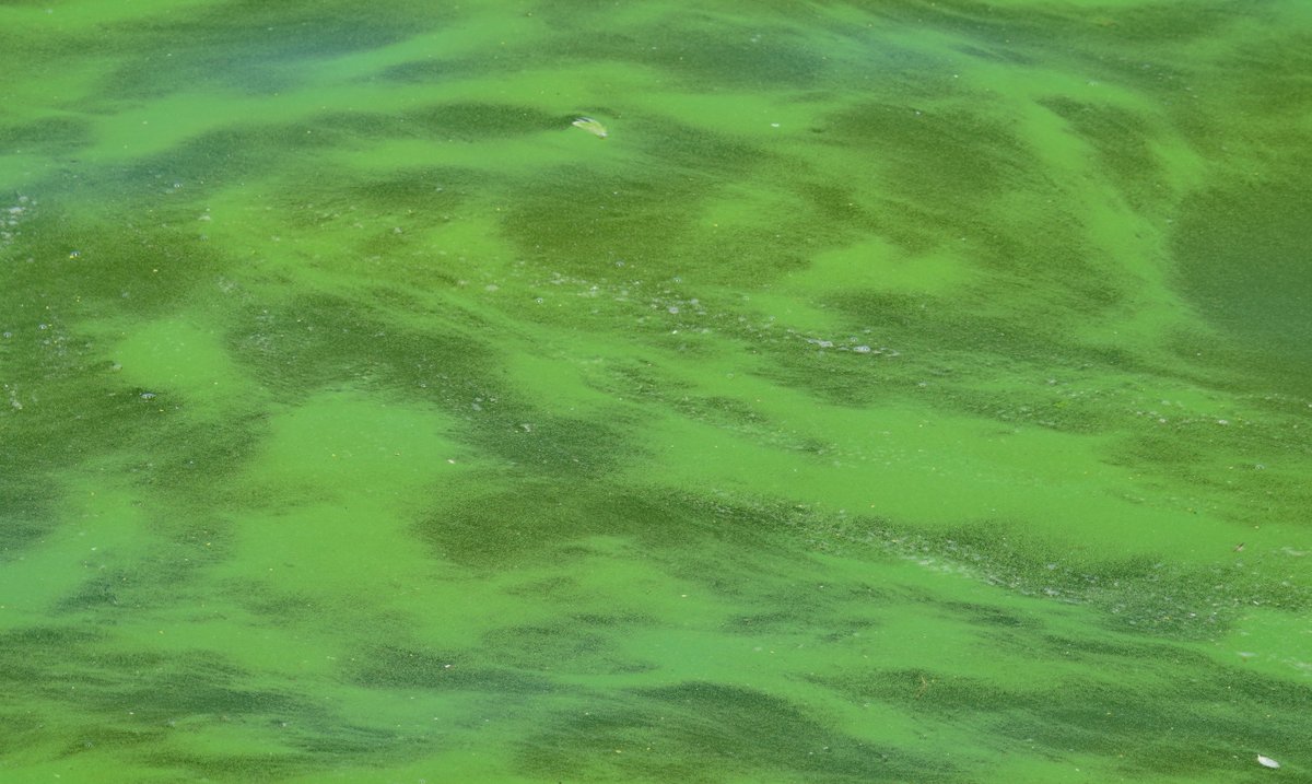 Blauwalg zorgt voor een negatief zwemadvies. Er wordt wel gesproeid om het tegen te gaan <a href="/BuienRadarNL/">Buienradar</a> <a href="/studioalphen/">Studio Alphen</a> <a href="/gemeentealphen/">Alphen aan den Rijn</a>