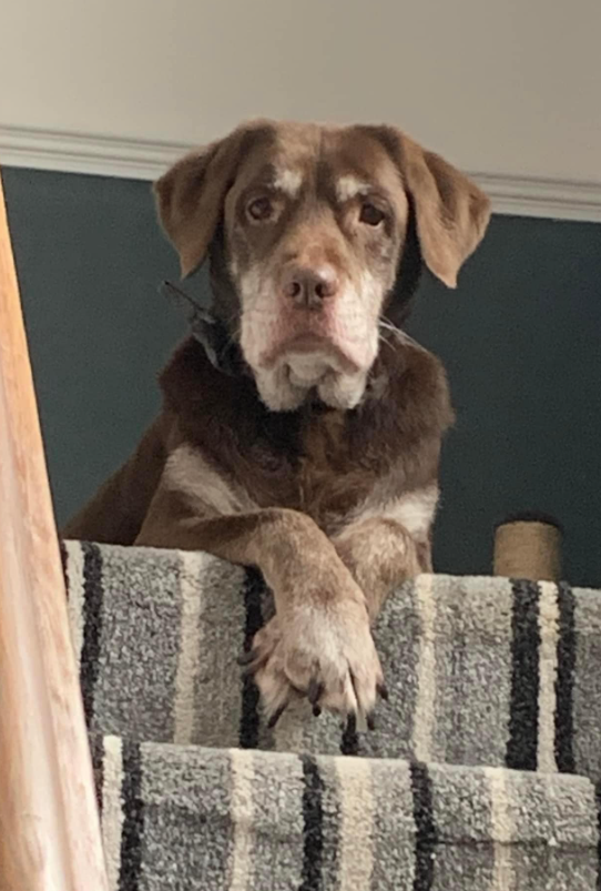 fifi1971's tweet photo. Hi @AldiUK - After everything I did for my recently deceased dog Brian, the only thing he wanted to tell me from beyond his doggie grave was to check out the Aldi Special buys !!  Ungrateful chocolate arsehole ! https://t.co/BIGQce4J46