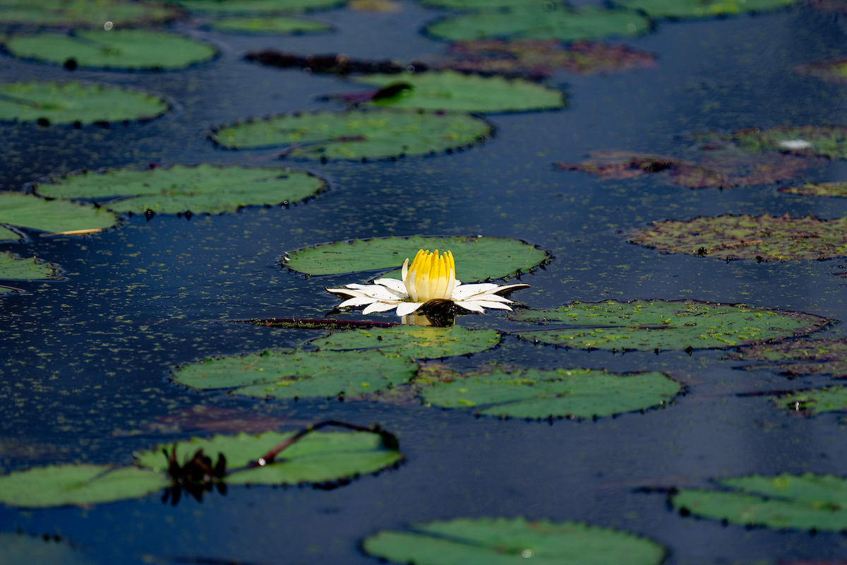 tamurwfm's tweet image. The next AquaExtension webinar will focus on dispelling myths related to aquatic vegetation management in ponds. The event takes place Aug. 19 from 6-7:30 p.m. Learn more and register 👉agrilifetoday.tamu.edu/event-advance/… #Webinar #PondManagement