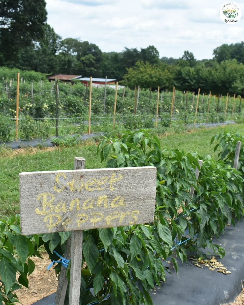 From spicy to sweet, Montgomery County farms grow a variety of peppers to spice up your summer meals! 🌶️🌿 Lookfor farm stands, markets, and pick-your-own options near you &amp; enjoy produce grown just miles from your plate.
#FarmFresh #GrowLocal #MontgomeryCountyAg #BananaPeppers