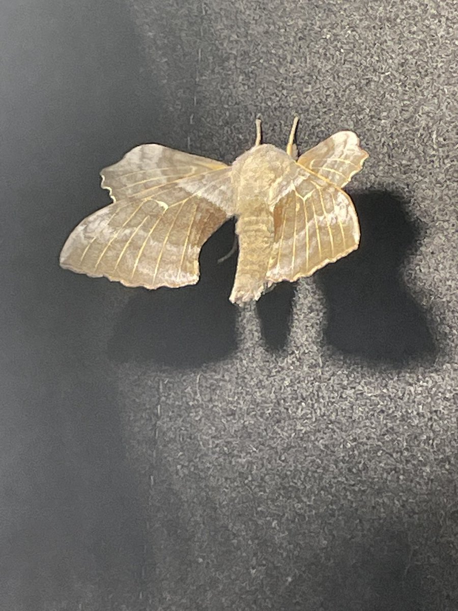 What kind of moth is this?