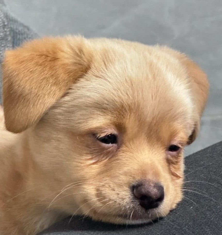 졸린데 우웅플을 놓치고싶지안음.. 10시간 보고싶음이