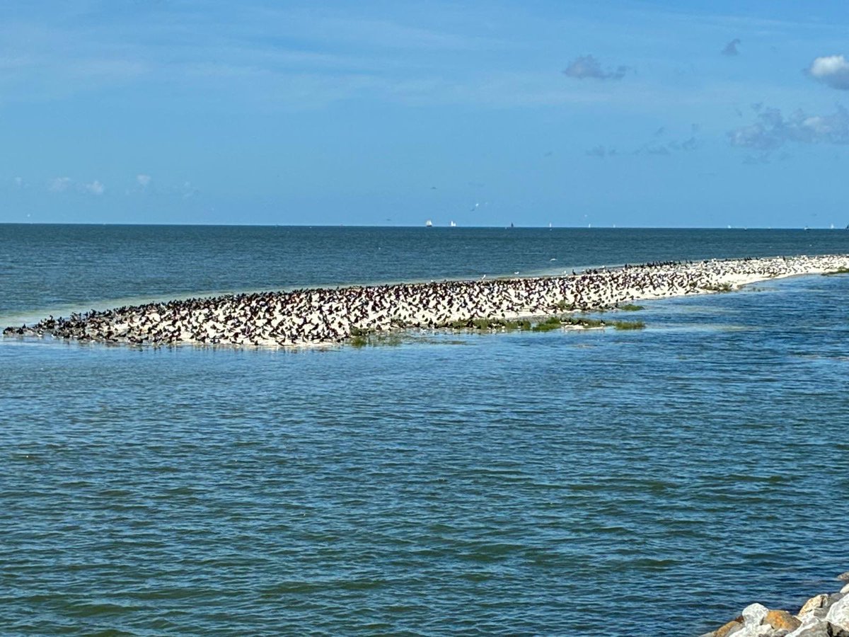 Kees_Borstlap's tweet photo. Hwp vol met scholeksters #Ameland https://t.co/bQdj2VABpb