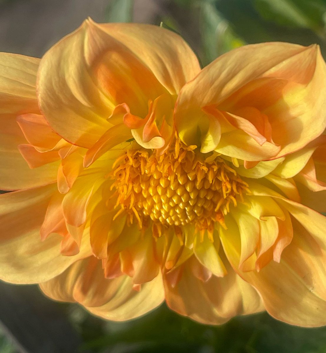 Go to my TikTok! @superiorselfwithkjlandis Musing Monday leads to Talkative Tuesday! Did you see the blog/video? Link in bio! YouTube channel is SuperiorSelf. #blogmondays #mondayblogs #24kgoldn #foodscience #yoga #pilates #kjlandis #superiorself #happyhealthyyou