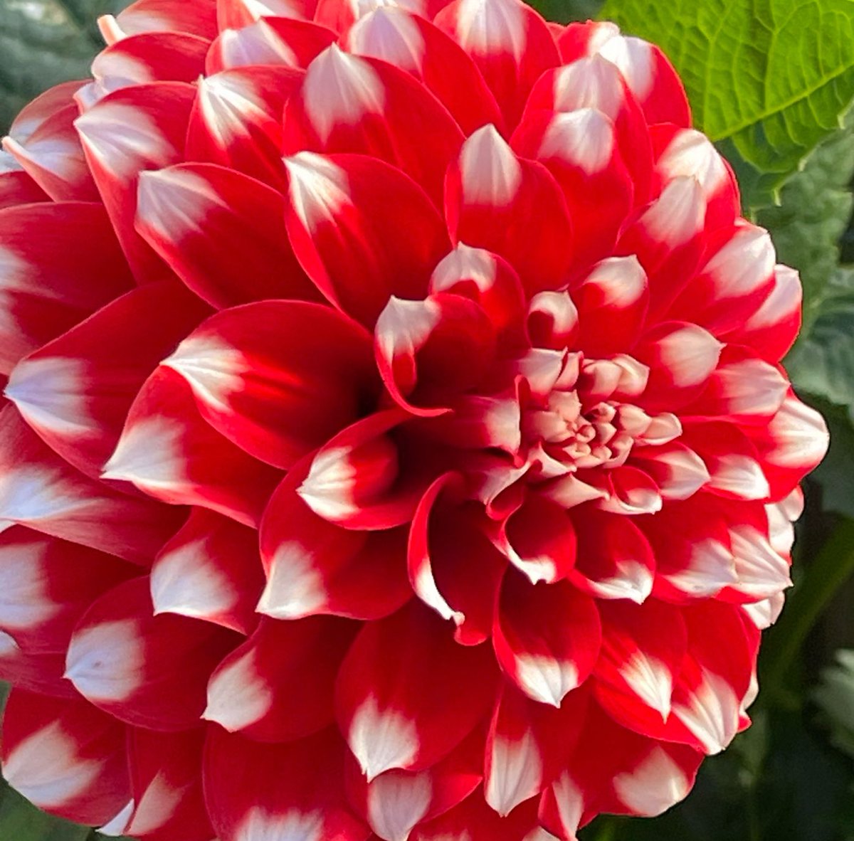 SuperiorSelf's tweet photo. Go to my TikTok! @superiorselfwithkjlandis Musing Monday leads to Talkative Tuesday! Did you see the blog/video? Link in bio! YouTube channel is SuperiorSelf. #blogmondays #mondayblogs #24kgoldn #foodscience #yoga #pilates #kjlandis #superiorself #happyhealthyyou https://t.co/RcM3FrJRCy