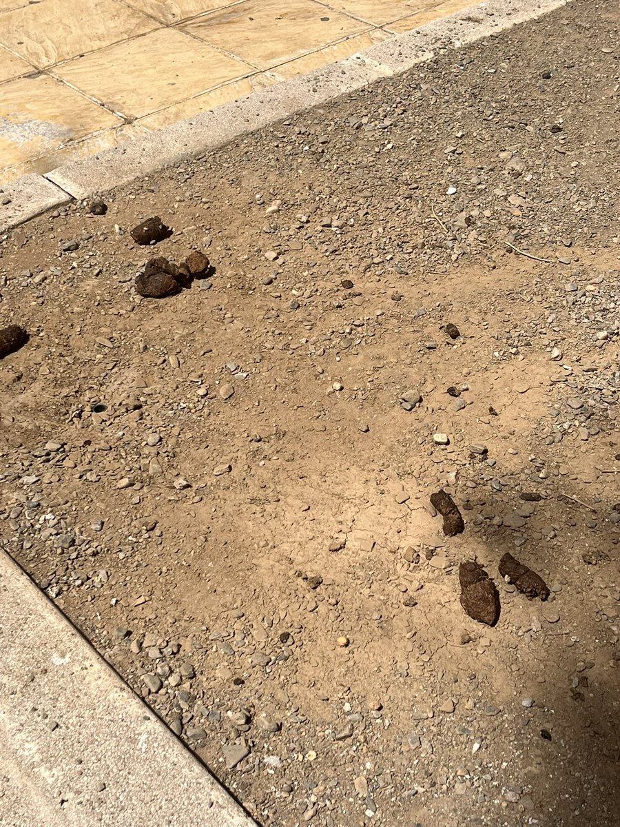 ChemaON88's tweet photo. @parquesyjardin @malaga @parquesyjardin @malaga ¿Para cuando nuevas plantaciones en los barrios? He pedido por activa y pasiva varias veces que se replanten estos espacios en Calle Alcalde Joaquín Alonso https://t.co/vEQlInfvtr