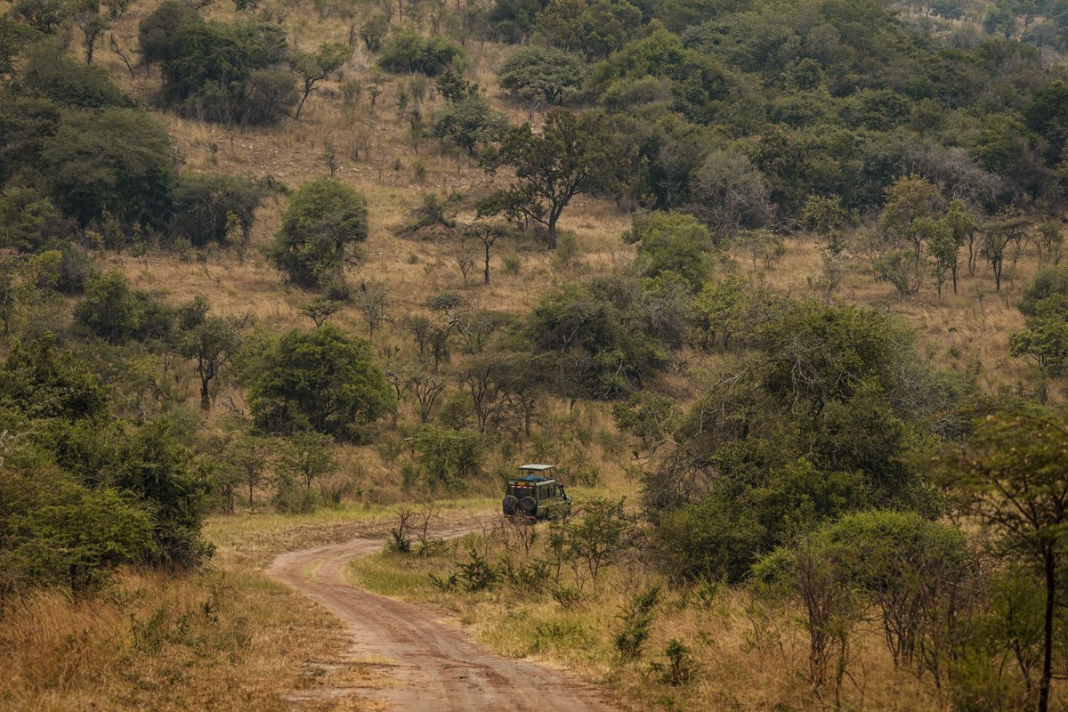 Akagera National Park tweet media
