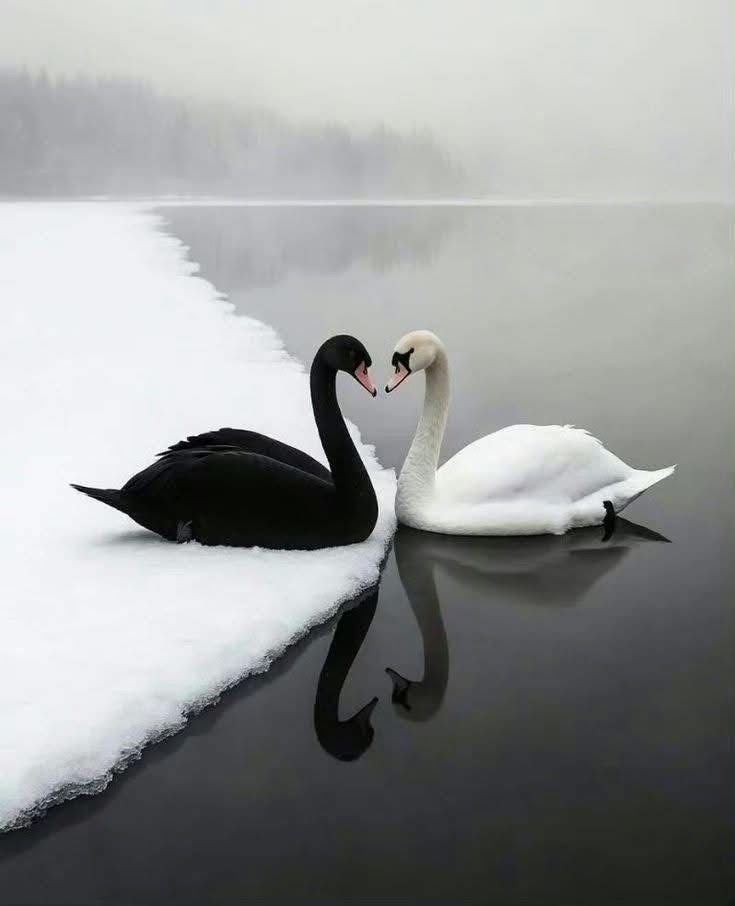 Eiyled tweet picture