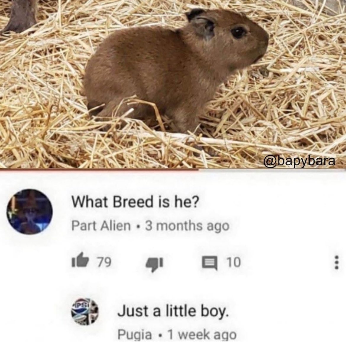 CapybaraCountry's tweet photo. https://t.co/R9nTgvaOiW