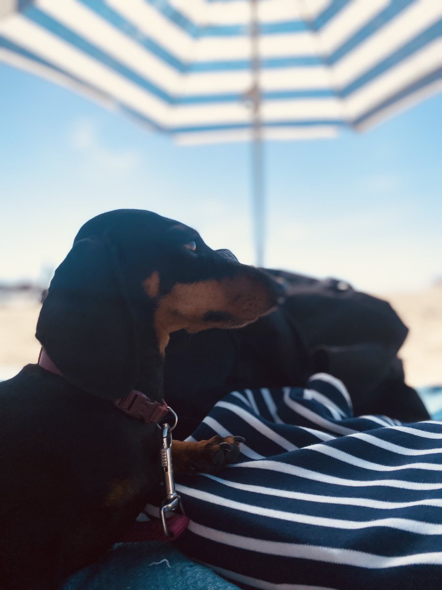 ceseph's tweet photo. Baywatch 🐾 #photo #teckel #tootsiedevilsrock https://t.co/YkEdTGv7gJ