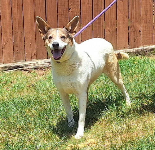 Meet Ellie, our Pet of the Week with the Humane Society of Elmore County! Sponsored by My Montgomery Vet! See more photos and get more information at WLWI.com. #PetOfTheWeek