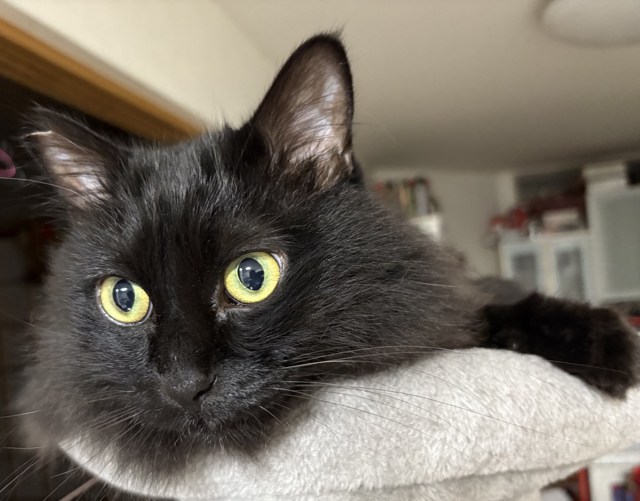 黒猫クロノ@mipo on X: 