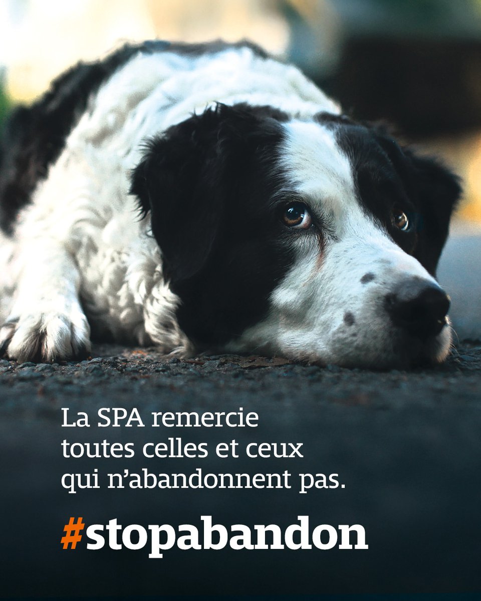 Au cœur de l’été, la SPA tient une nouvelle fois à remercier tous ceux qui n’abandonnent pas ❤️
Ces maîtres qui, malgré les épreuves, choisissent de privilégier l’amour et le bonheur que leur procurent leurs compagnons à quatre pattes.

❤️ (Re)découvrez notre film de l’été : une