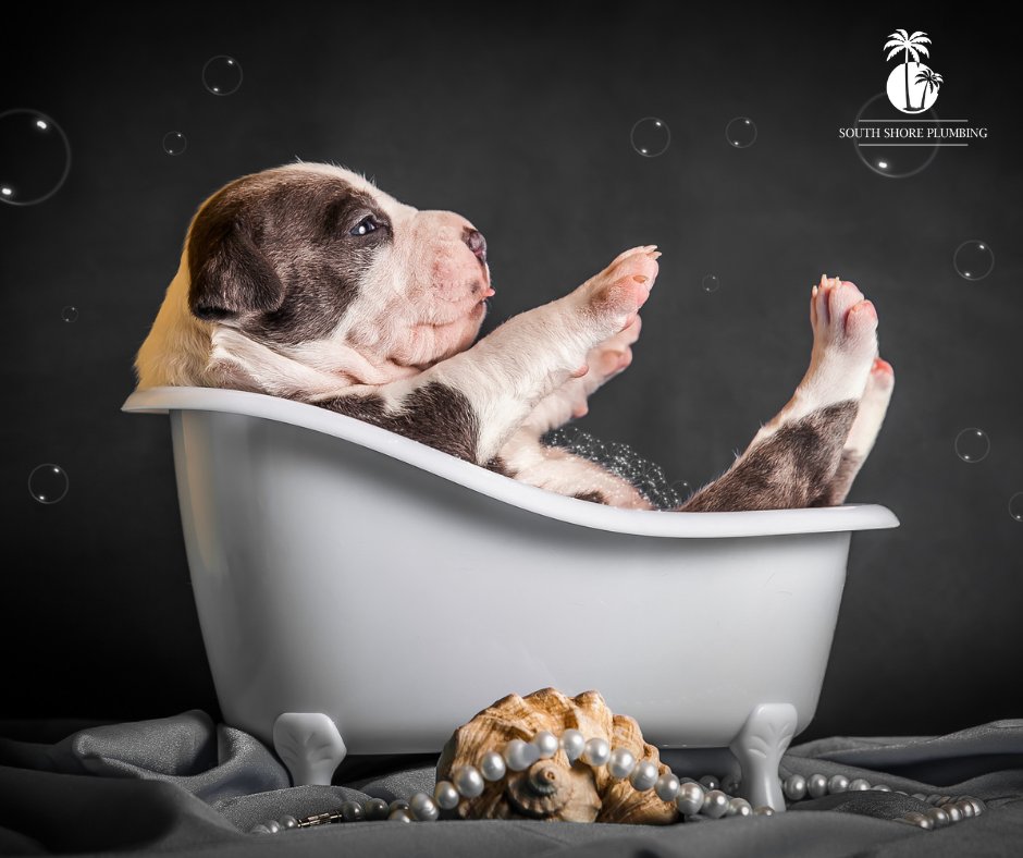 This pupper knows how to squeeze in some fun, even when faced with tight situations! Let's dive into this week with a wag and a smile! 😄💦

Happy Monday! 🐶

#SouthShorePlumbing #MondayMotivation
