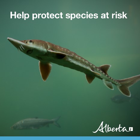 DYK Alberta’s Lake Sturgeon is the province’s largest fish, growing up to 10 feet! This prehistoric species is at risk, so protecting it is vital. Learn how you can help: alberta.ca/lake-sturgeon