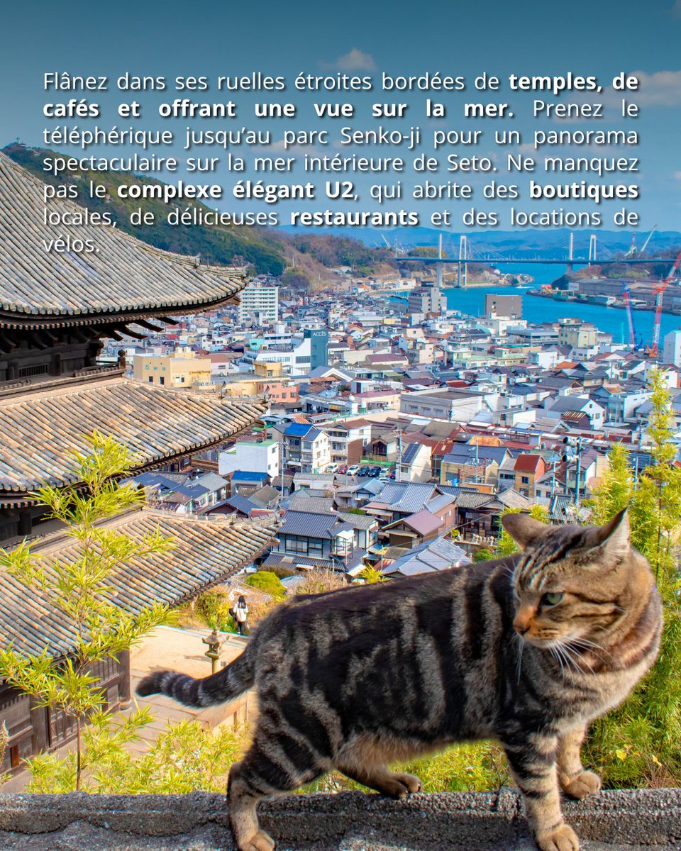 Japan Experience ✈️ tweet media