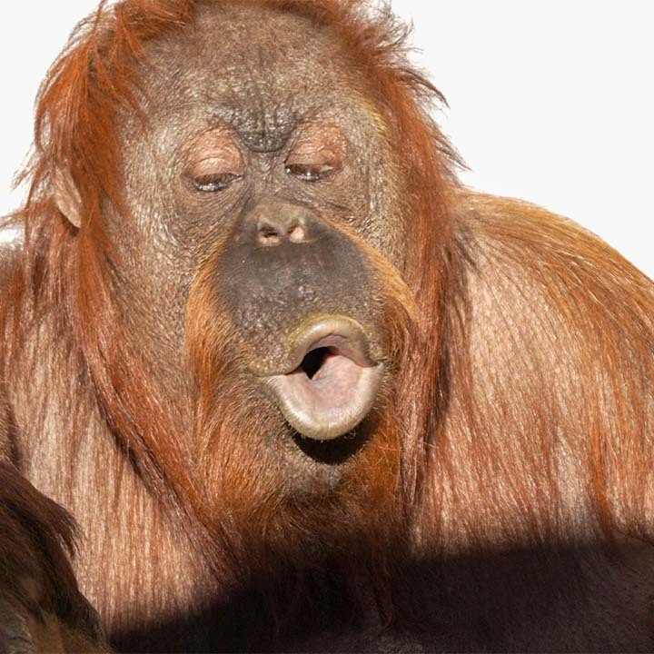 SloggerVlogger's tweet photo. Orangutan Jazz hooting. 
Orangutan communications #orangutantalk 
#orangutans #orangutansounds #hooting https://t.co/kGxKDqLEJ7
